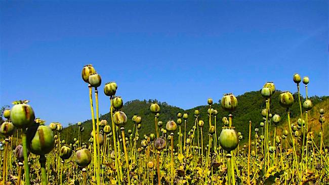 Champ d'opium en Birmanie