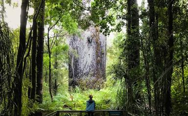 kauri tree waipoua