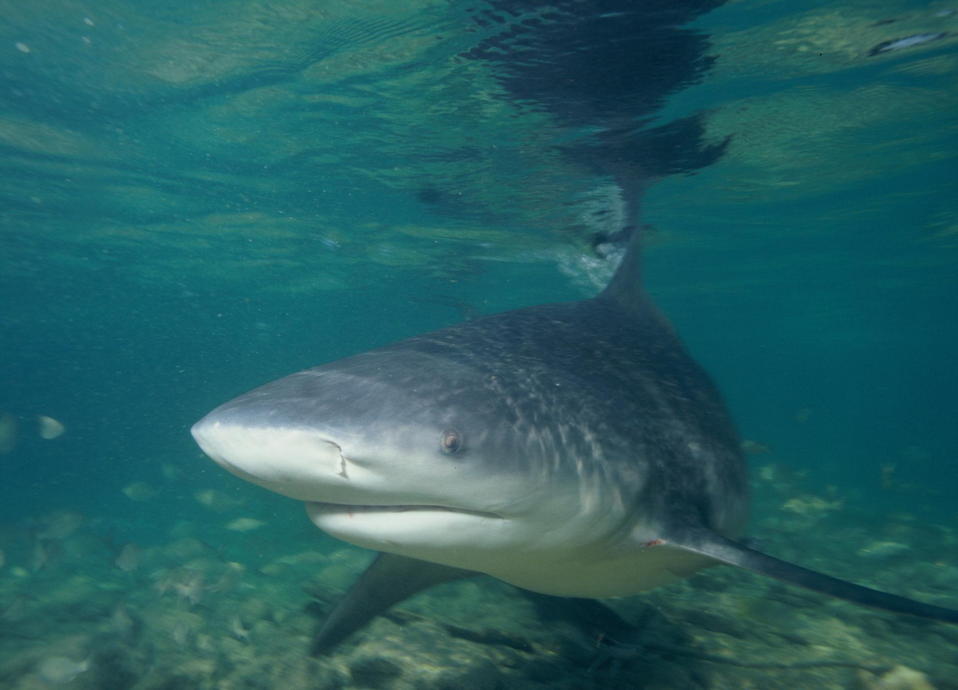 attaque requin Thaïlande