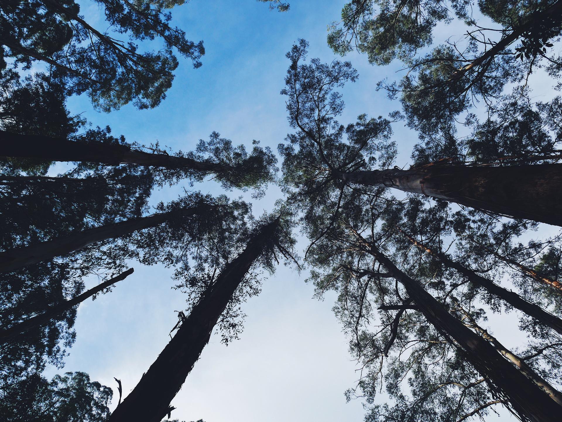 dandenong ranges parc national melbourne victoria australie