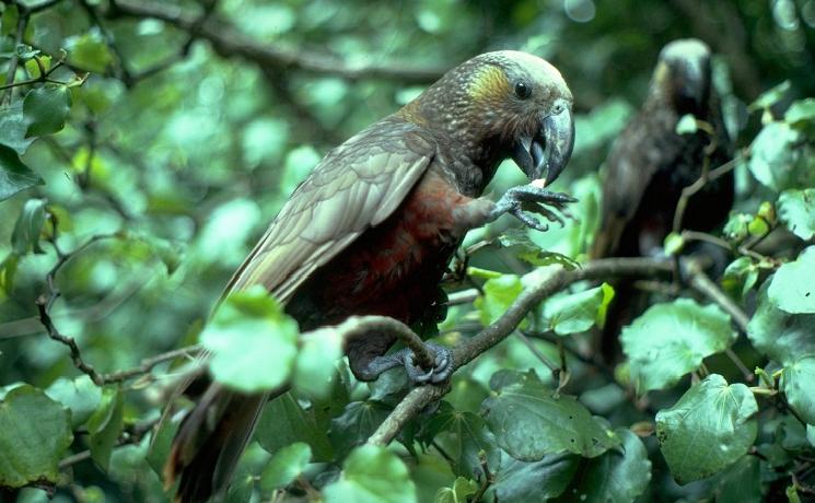 perroquet retour Auckland Kaka 