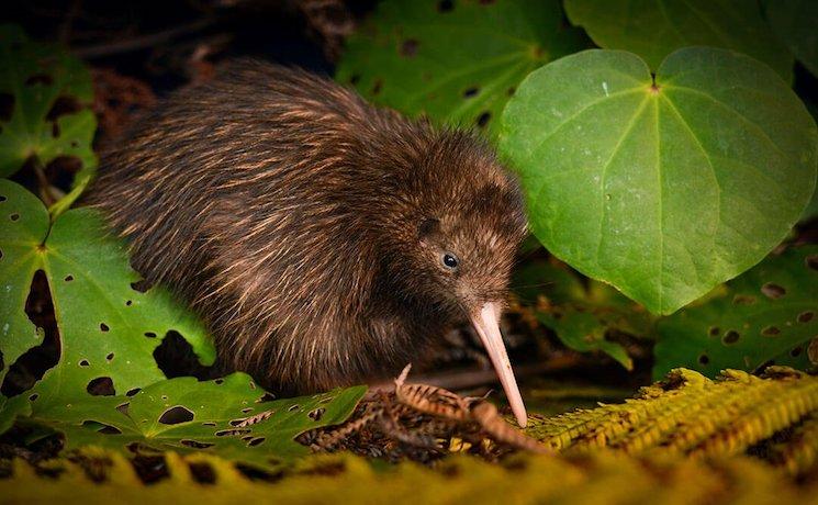 kiwi visite rencontre animaux 