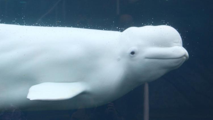 beluga-water-whale