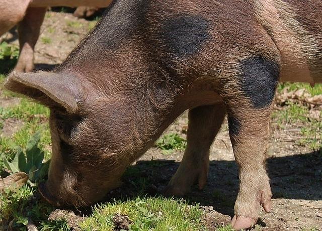 jour-du-cochon