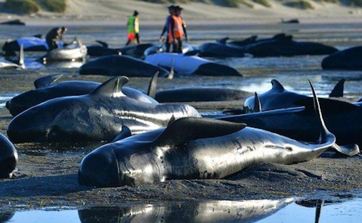 Baleines échouées Nouvelle-Zélande