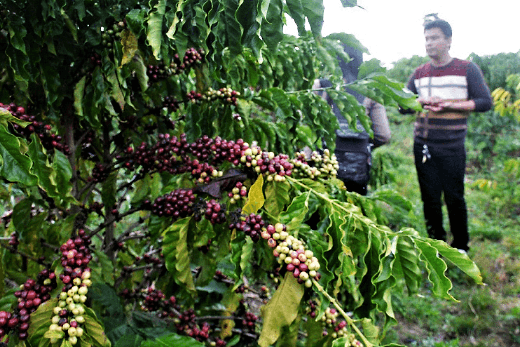 café_Mondulkiri