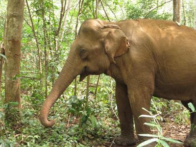 mondulkiri_project_elephant