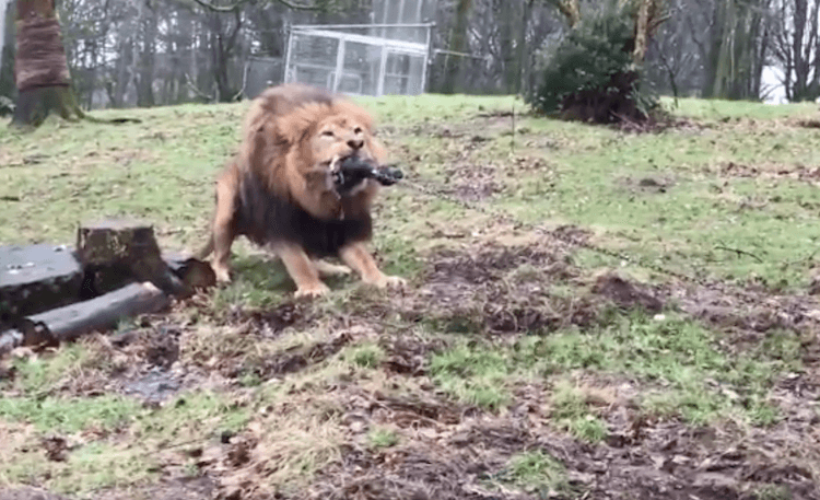 Polémique un zoo britannique tire un peu trop sur la corde 