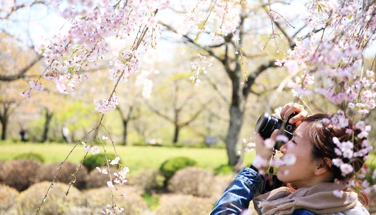 sakura-tokyo-cerisier