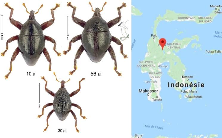 Astérix Obélix Idéfic Célèbes Scarabée sulawesi indonesie coléoptère 