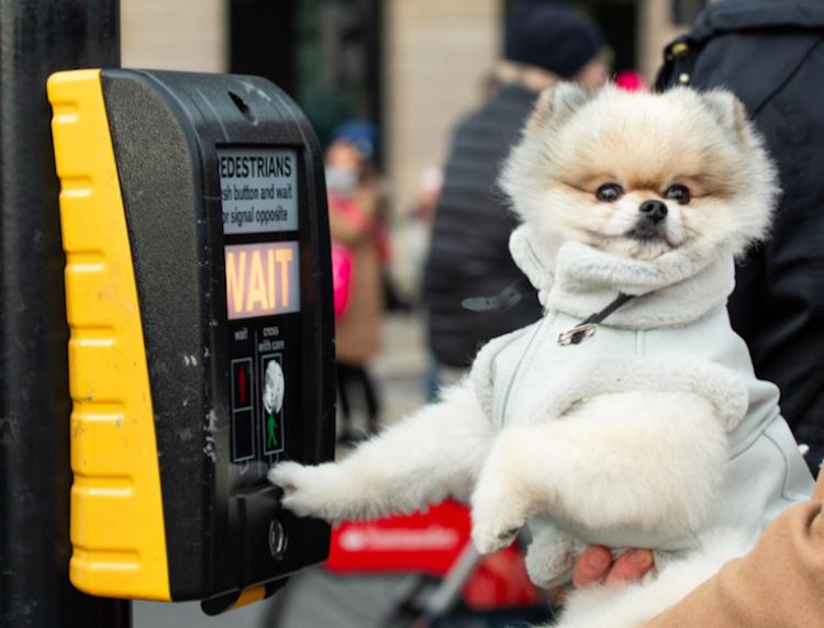 London dog week festival chien Londres programme activités canin