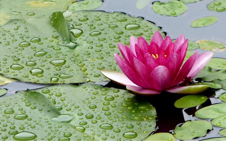 un lotus pendant la saison des pluies en Thaïlande 