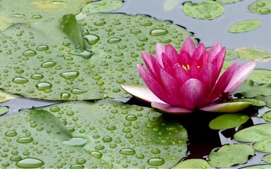 un lotus pendant la saison des pluies en Thaïlande 