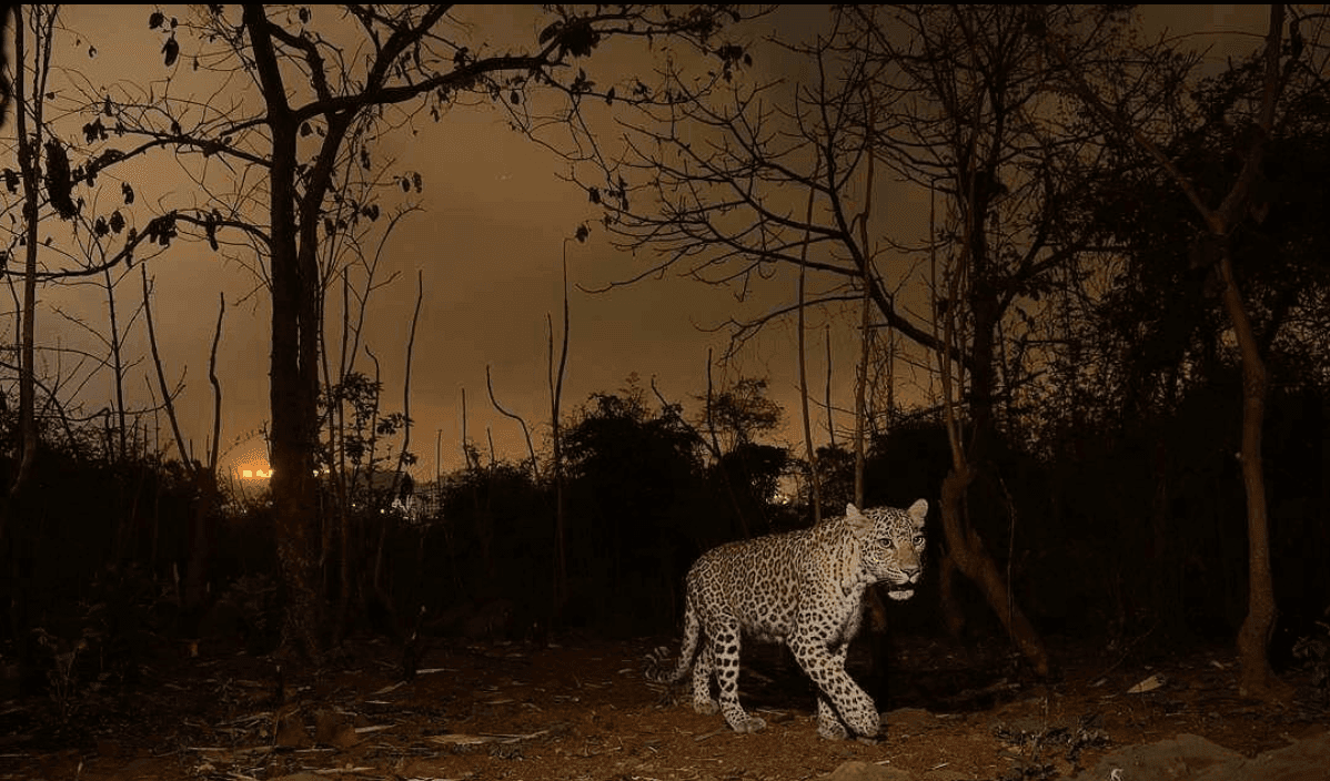 léopards Sanjay Gandhi National Park Mumbai Inde