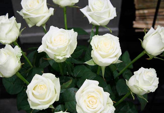 La campagne de la rose blanche célèbre la fin du Ramadan