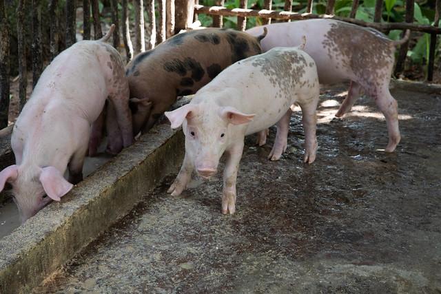 peste porcine africaine Cambodge