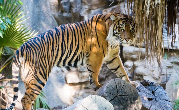 Population tigre inde en hausse