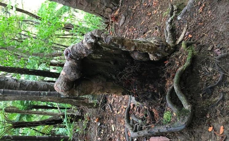 vampire tree kauri nz