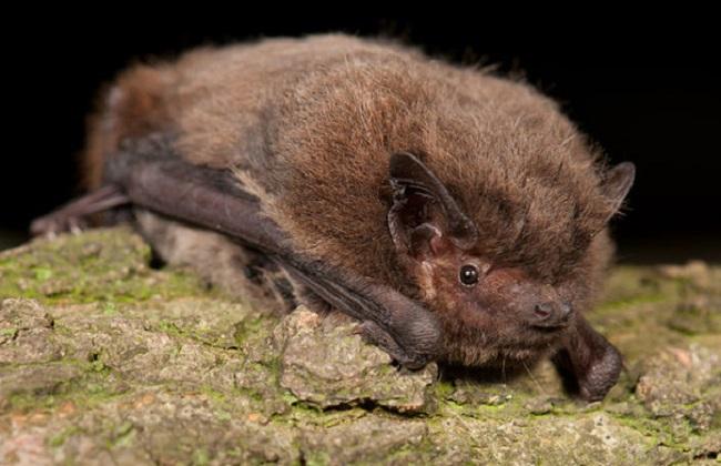 chauve souris taxes en Birmanie