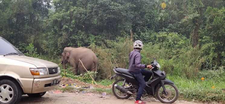 éléphant feux de foret indonesie