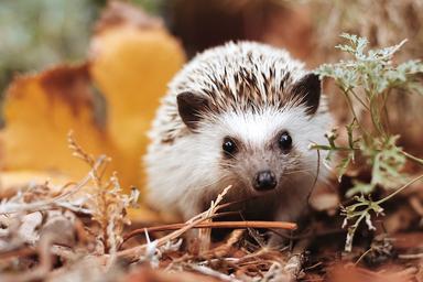 Déclin faune britannique espèces disparition extinction 