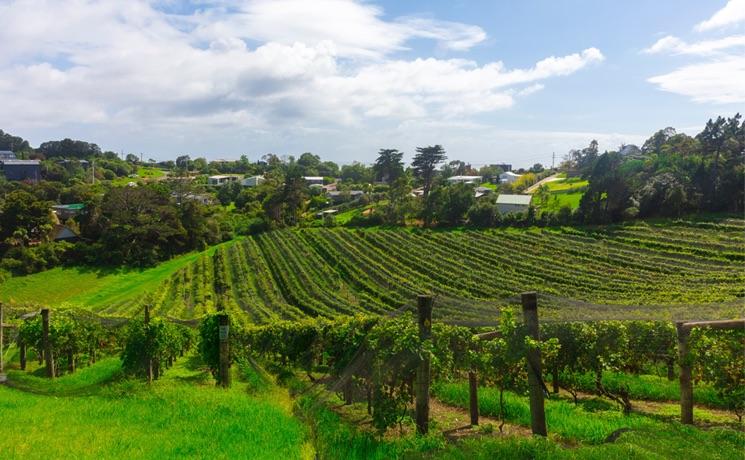 Vignobles Waiheke Island 