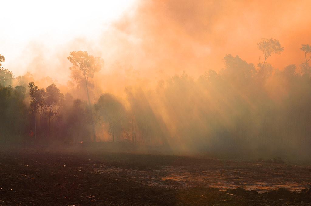 incendies morts animaux