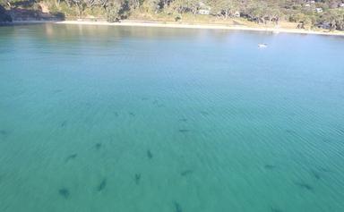 Requins plage NZ