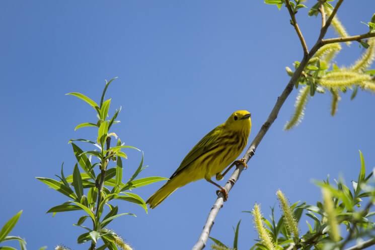 indonésie oiseaux découverte