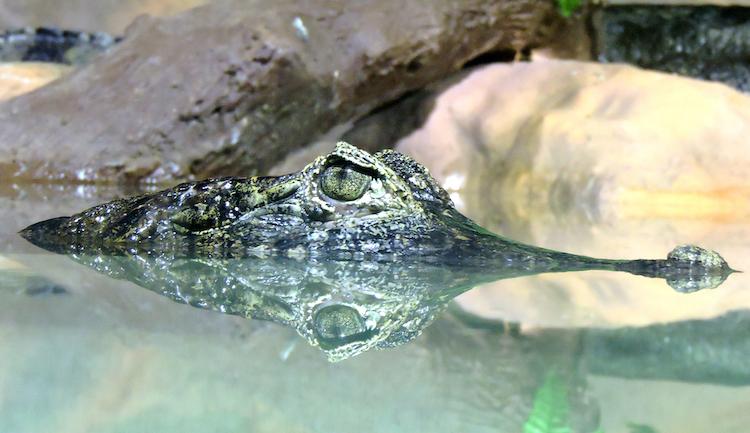 Londres Alligator parc Tamise sud