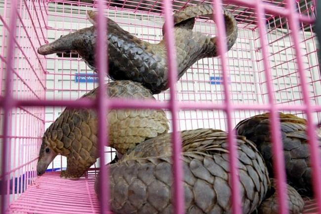 Pangolins récupérés lors d'une saisie en Thaïlande