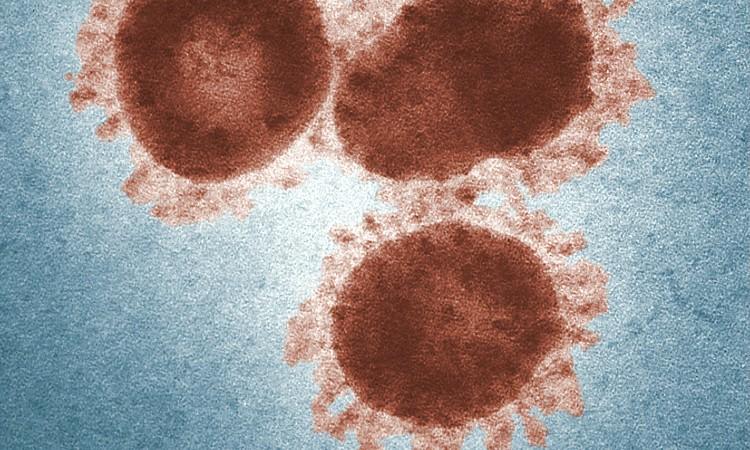 coronavirus inde informations