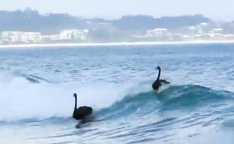 Cygnes Australie Surf