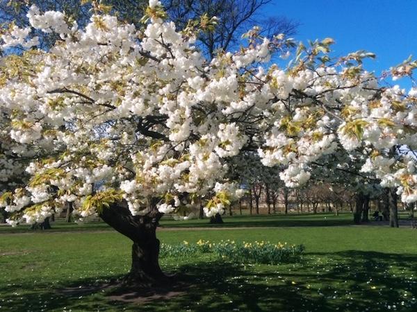 cerisier en fleurs printemps Copenhague jardin potager parcs arbres nature 