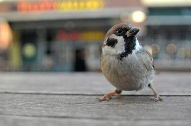 Covid-19, les oiseaux en ville