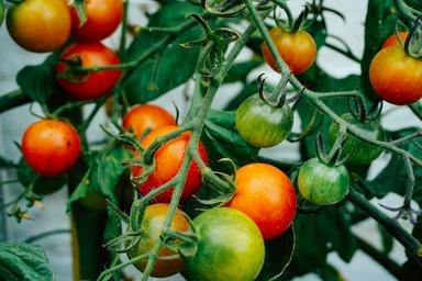 français plants tomates