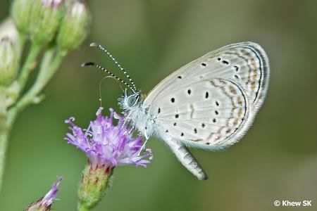 nature papillon singapour