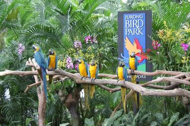 jurong bird park2