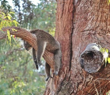 parc national Yanchep 