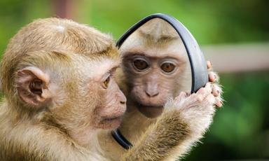 singes experiences maladies experts