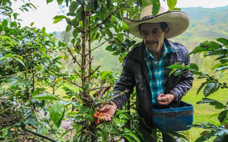 café pérou rutas del inca bio équitable