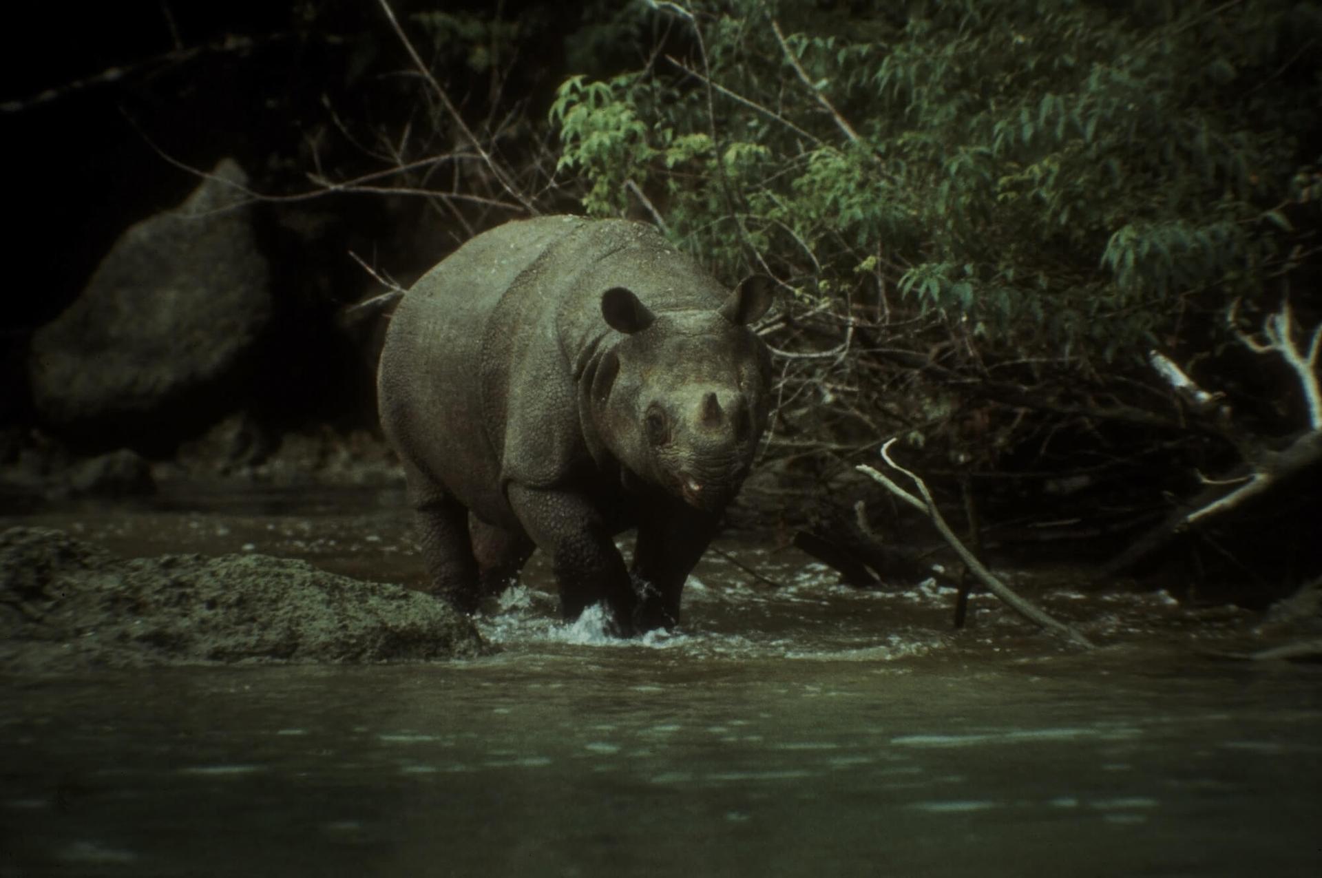 rhinocéros java Indonésie