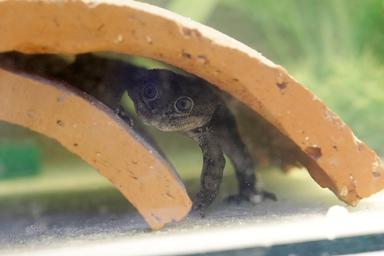 Léonardo DiCaprio félicite le parc métropolitain de Santiago, grenouille del Loa, environnement