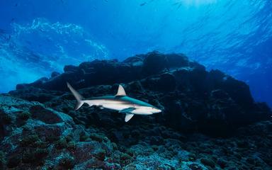 dorsal nasca réserve naturelle marine pérou