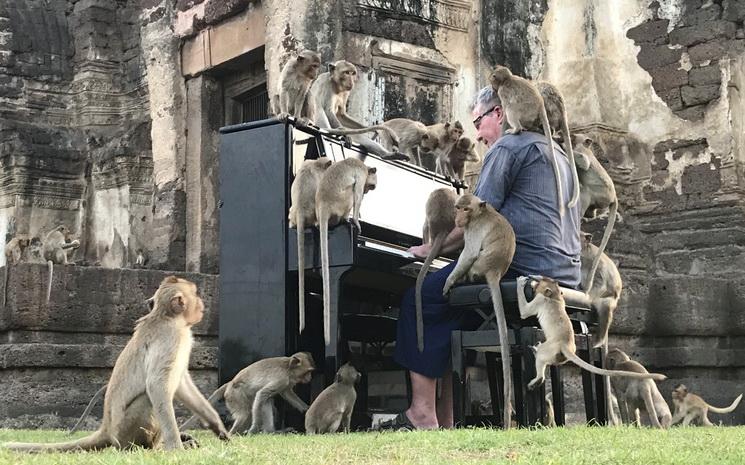 Un pianiste pour les singes en Thailande