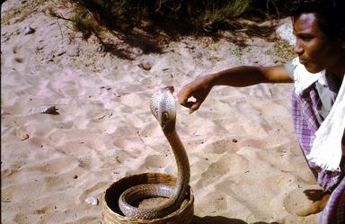 5 Nalla pambu à Mahabalipuram