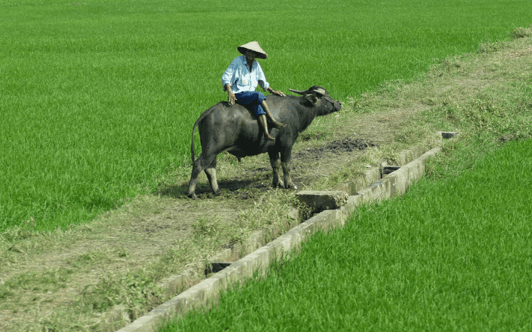 horoscope vietnam têt buffle métal