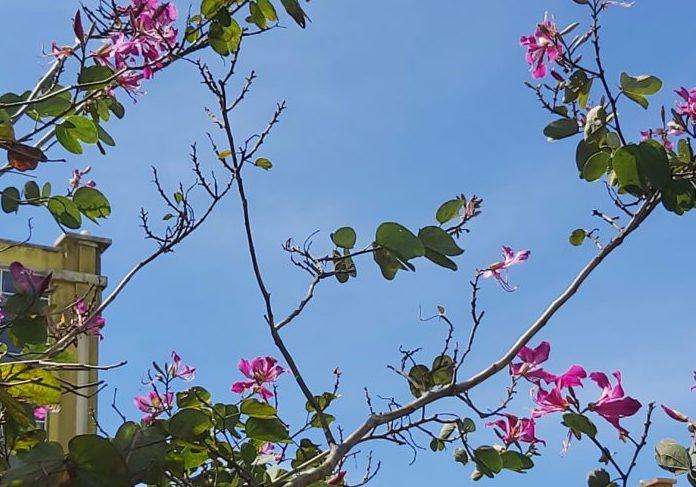 branches-hotel orchidée Cambodge