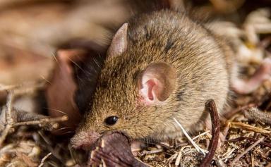 souris ravageuses australie