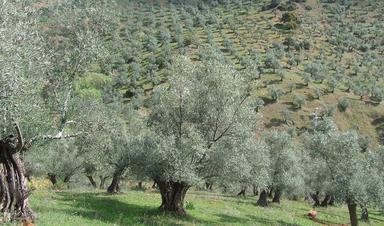 Oliviers dans la campagne de Jaen